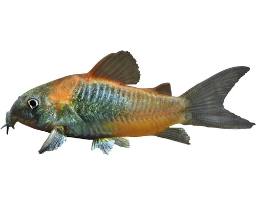 Fisch Oranger Venezuela Panzerwels - Corydoras venezuelanus orange