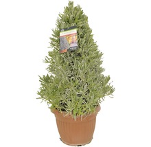 Lavendel Pyramide Lavandula angustifolia H 50-55 cm Ø 25 cm Topf