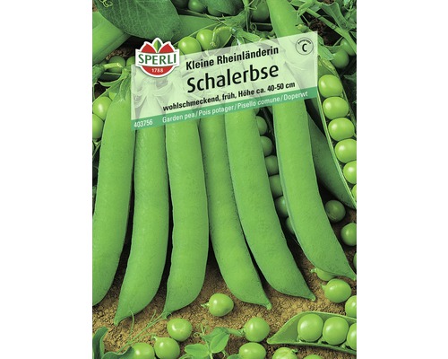 Schalerbse Kleine Rheinländerin Gemüsesamen