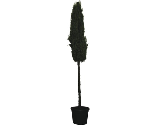 Mittelmeer-Zypresse FloraSelf Cupressus sempervirens 'Stricta' H 200-220 cm Co 55 L