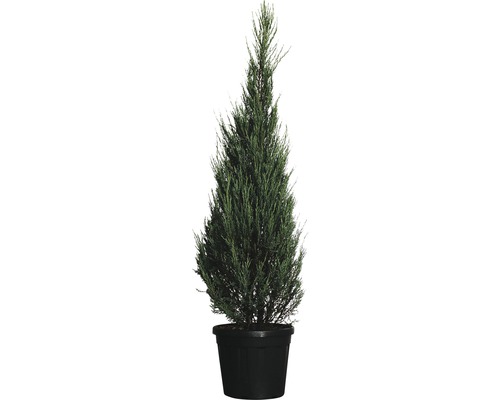 Säulenwacholder FloraSelf Juniperus virginiana 'Blue Arrow' H 170-190 cm Co 30 L