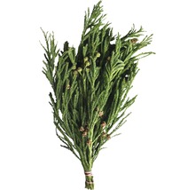 Bündel von Scheinzypressen-Zweigen mit Zapfen