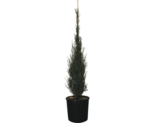 Säulen-Wacholder FloraSelf Juniperus communis 'Sentinel' H 80-100 cm Co 10 L Säulenförmige Eibe im Topf mit Stützpfahl