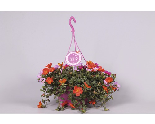 Hängeampel mit Portulakröschen