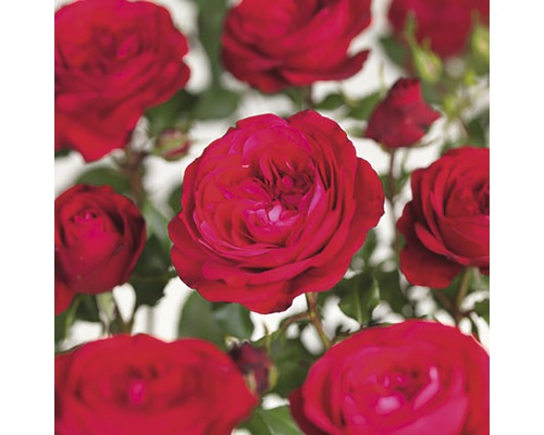 Beetrose 'Red Meilove' Floraself Rosa 'Red Meilove' H 15-60 cm Co 3 L