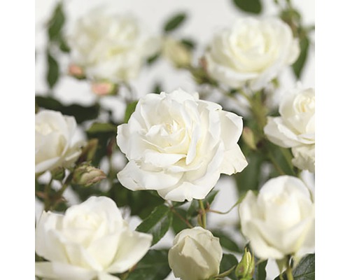 Strauchrose 'Schneewittchen' FloraSelf Rosa 'Schneewittchen' H 20-40 cm Co 3 L Nahaufnahme von weißen Rosenblüten.