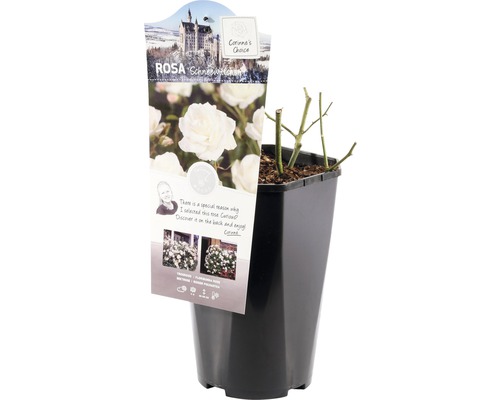 Schneewittchen Rose im Topf