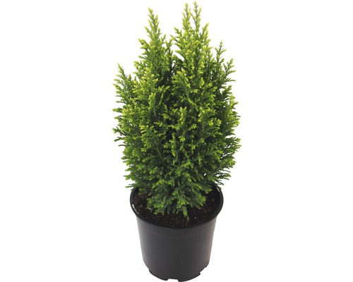 Scheinzypresse 'Snow White' FloraSelf H 20-25 cm, Mini Weihnachtsbaum zur Pflanzung geeignet Co 0,5 L
