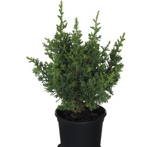 Chamaecyparis pisifera in einem Topf