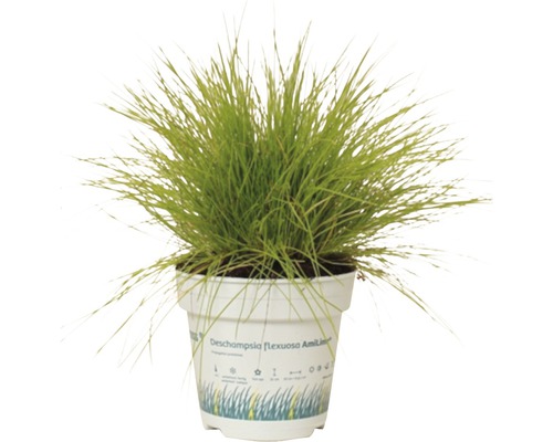 Topf mit Rasenschmiele