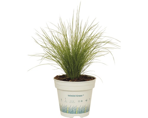 Ziergras im Topf