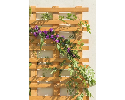 Holzspalier mit Kletterpflanzen zur Gartendekoration