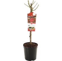 Rosenstämmchen in einem Topf