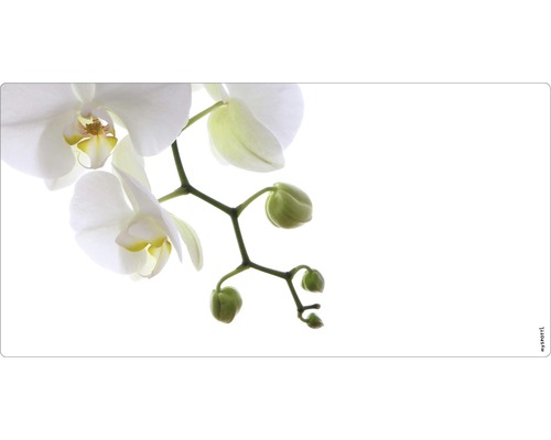Badrückwand mySPOTTI aqua Orchidee phala 90x45 cm Nahaufnahme einer blühenden Orchidee