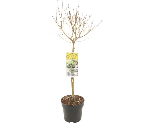 Goldglöckchen, Forsythie Stämmchen FloraSelf Forsythia intermedia 'Week End'® Stammhöhe 50 cm Co 3 L