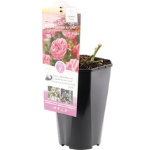 Beetrose 'Red Leonardo da Vinci'® FloraSelf H 30-40 cm Co 3 L