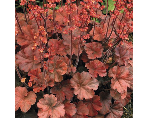 Purpurglöckchen Pflanze mit Blättern und Blüten