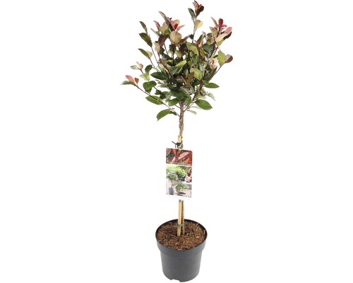 Glanzmispel Stämmchen FloraSelf Photinia fraseri 'Little Red Robin' Stammhöhe 50 cm Co 3 L