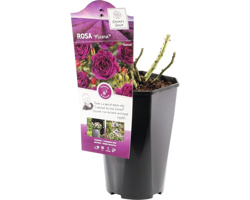 Rose Minerva im Topf