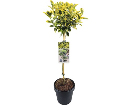 Spindelstrauch Topf Pflanze im schwarzen Topf