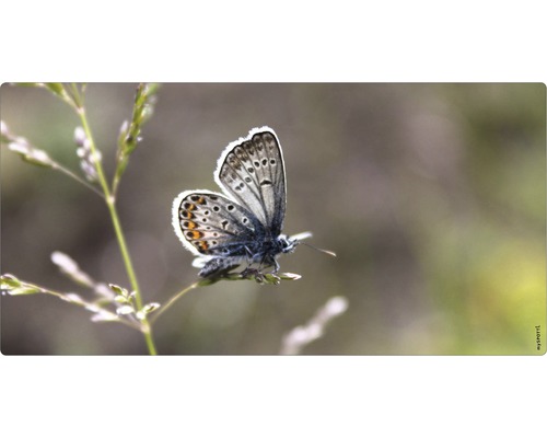Badrückwand mySPOTTI aqua Schmetterling 90x45 cm Schmetterling auf einer Pflanze