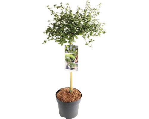 Kriechende Säckelblume Stämmchen FloraSelf Ceanothus thyrsiflorus var. repens Stammhöhe 50 cm Co 3 L