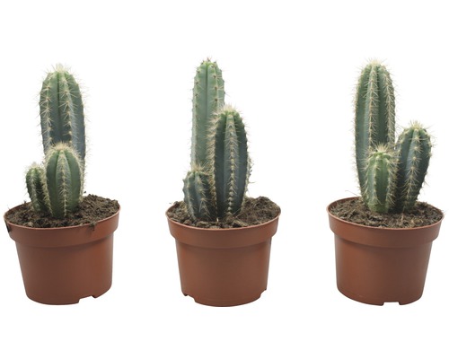 Drei Kakteen in Töpfen