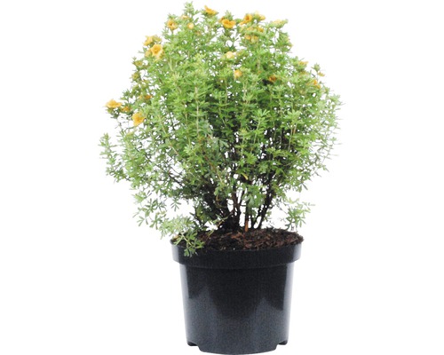 Gelber Fingerstrauch im Topf