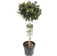 Stechpalme als Kugelbaum im Topf