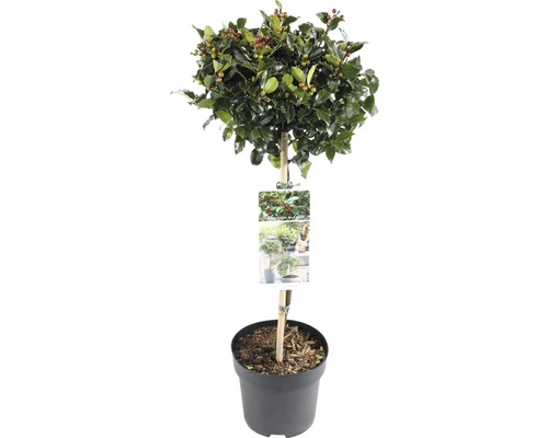Stechpalme Stamm FloraSelf Ilex meserveae 'Blue Maid' Stammhöhe 50 cm Co 3 L Stechpalme als Kugelbaum im Topf