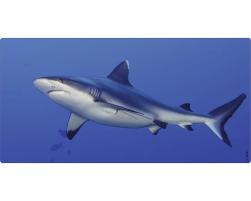 Badrückwand mySPOTTI aqua Hai 90x45 cm Ein Hai im Wasser