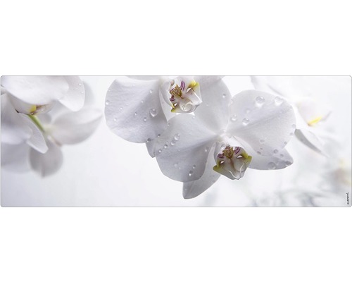 Badrückwand mySPOTTI aqua Aqua orchid 120x45 cm Nahaufnahme von weißen Orchideenblüten mit Wassertropfen