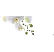 Nahaufnahme einer blühenden Orchidee