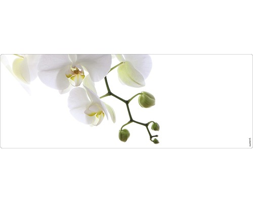Badrückwand mySPOTTI aqua Orchid phala 120x45 cm Nahaufnahme einer blühenden Orchidee