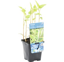 Eidechsenschwanz FloraSelf Saururus cernuus H 10-70 cm Co 0,6 L