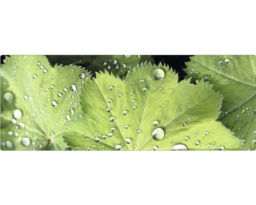 Badrückwand mySPOTTI aqua Good morning 120x45 cm Frauenmantelblätter mit Wassertropfen