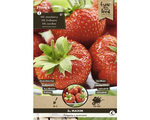 Rhizome Erdbeere 'Maxim' 3 Stk