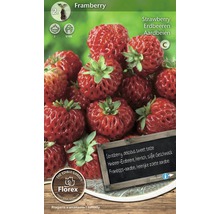 Erdbeerpflanze Framberry Packung