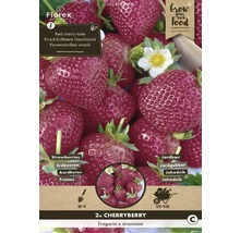 Rhizome Erdbeere 'Cheryberry' 2 Stk-thumb-0