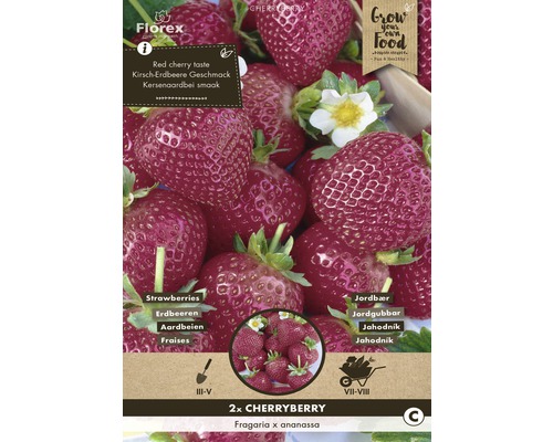 Rhizome Erdbeere 'Cheryberry' 2 Stk-0