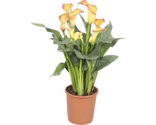 Zimmercalla FloraSelf Zantedeschia 'Morning Sun' H 40-45 cm Ø 13 cm Topf orange Calla Pflanze im Topf