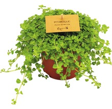 Kanonierblume FloraSelf Pilea depressa H 20 cm Ø 10,5 cm Topf