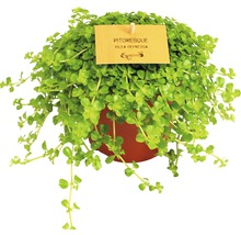 Kanonierblume FloraSelf Pilea depressa H 20 cm Ø 10,5 cm Topf