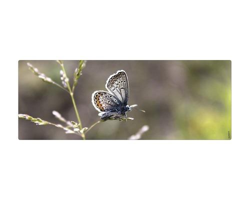 Badrückwand mySPOTTI aqua Schmetterling 120x45 cm Schmetterling auf einem Grashalm