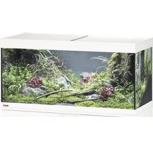 Eingerichtetes Aquarium mit Pflanzen und Dekoration