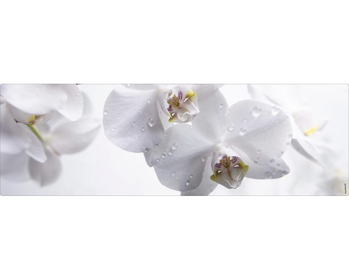 Badrückwand mySPOTTI aqua Aqua orchid 140x45 cm Nahaufnahme von weißen Orchideenblüten mit Wassertropfen