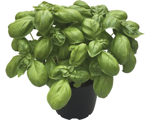 Basilikum Pflanze im Topf