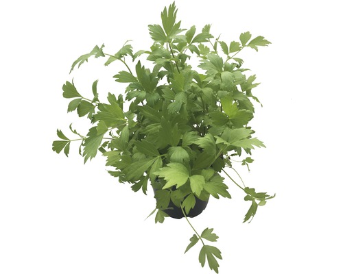 Echter Sellerie im Topf