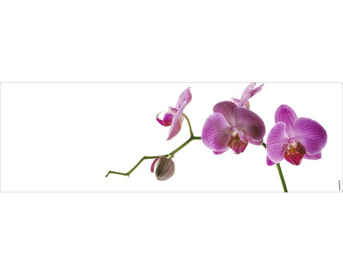 Badrückwand mySPOTTI aqua Orchidee pink 140x45 cm Nahaufnahme einer Orchideenblüte