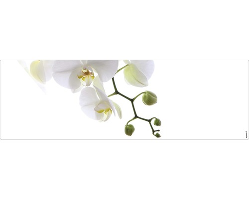 Badrückwand mySPOTTI aqua Orchidee phala 140x45 cm Nahaufnahme einer weißen Orchidee